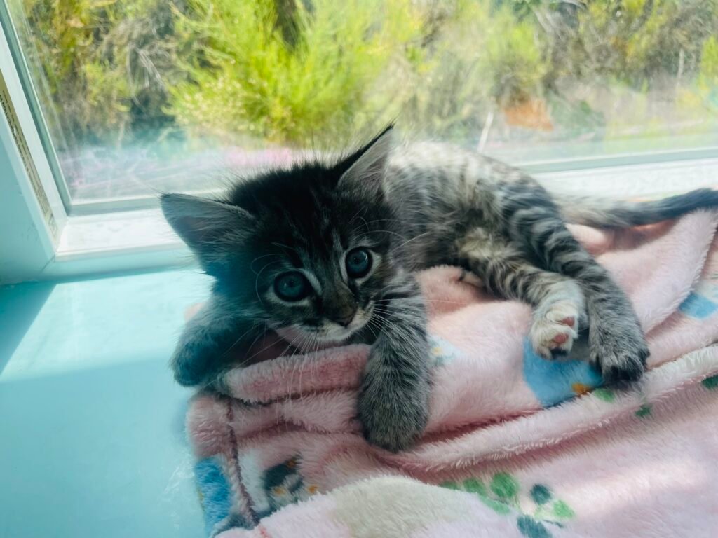 An adorable kitten from the Orphan Kitten Club in San Diego.